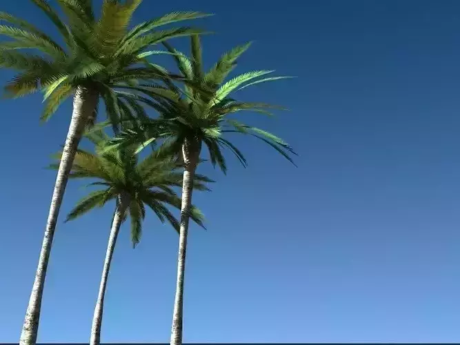 Realistic Palm Tree 3D model