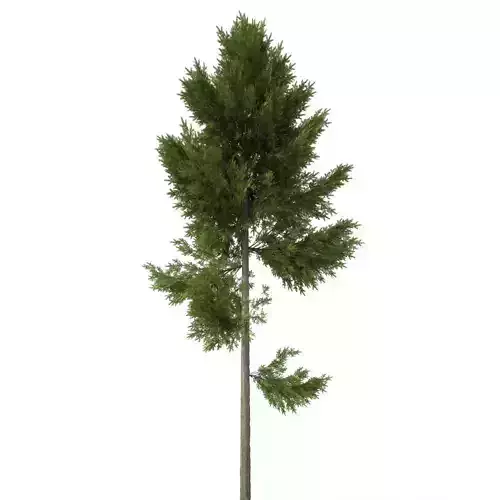 pine tree around 20 m