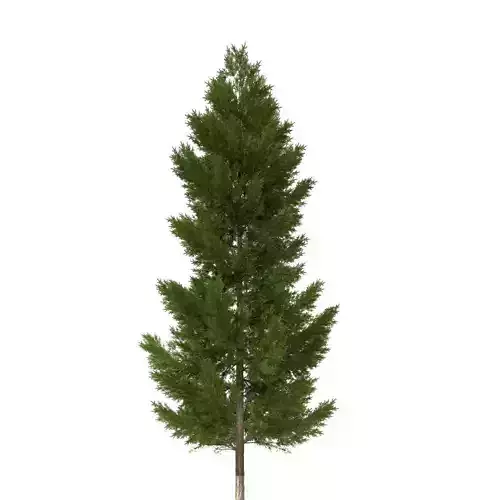 pine tree 20m 3D model