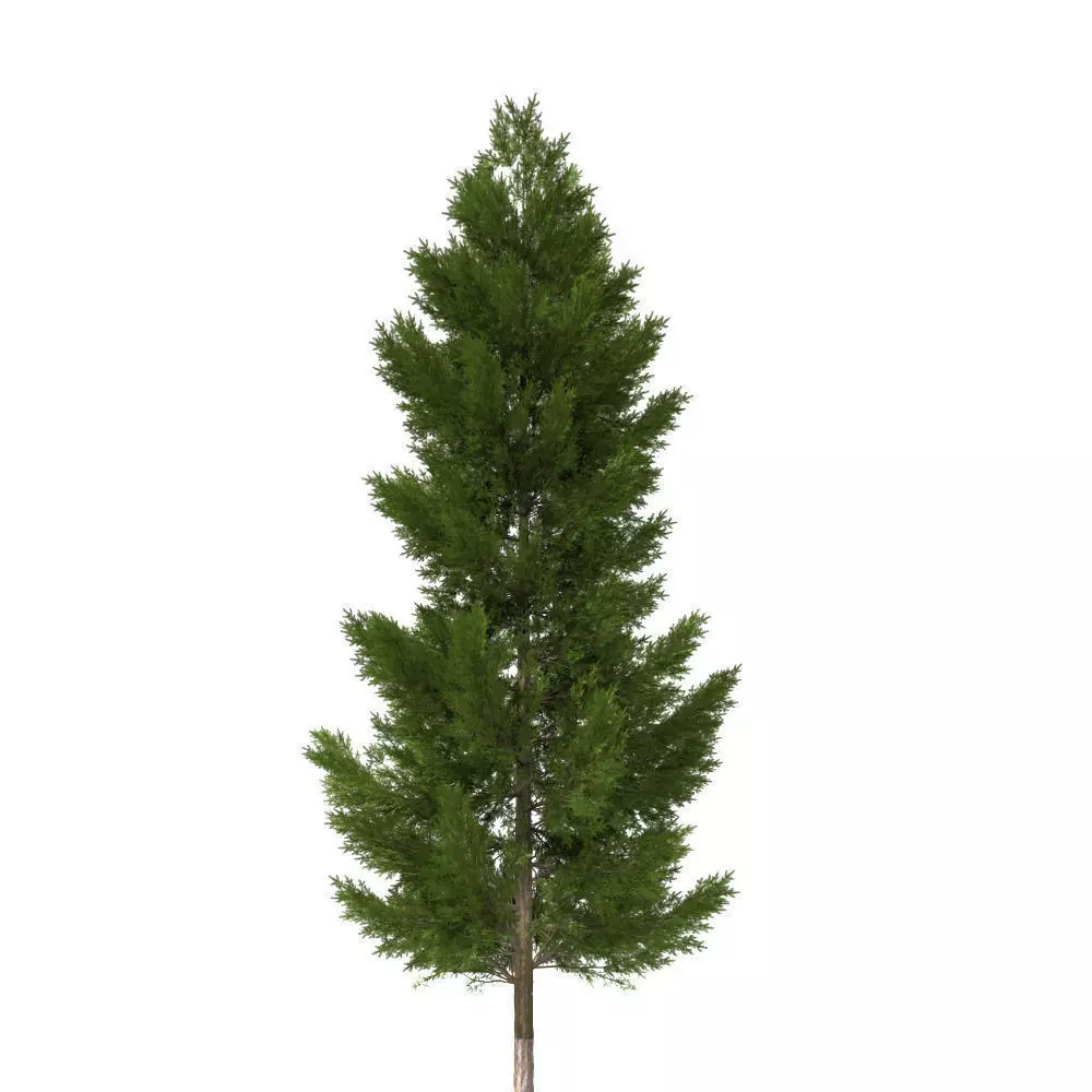 pine tree 20m 3D model_0
