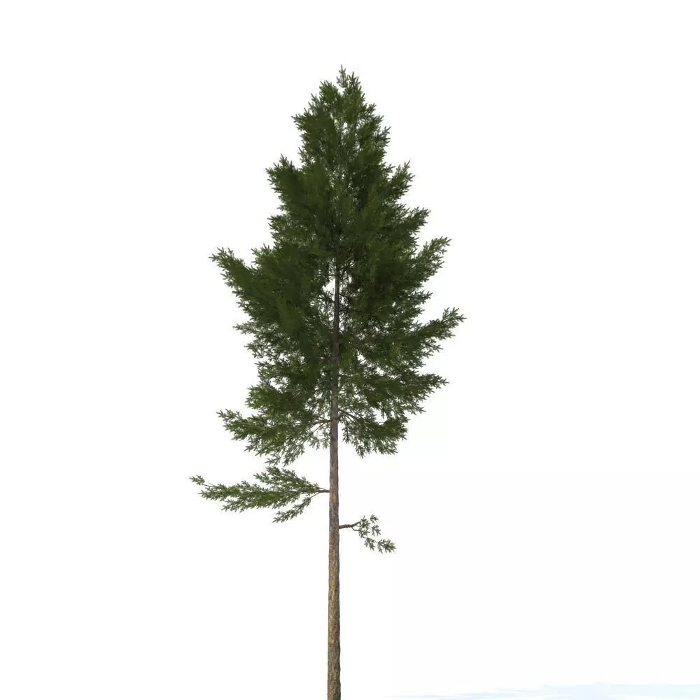 pine tree 3D model_0