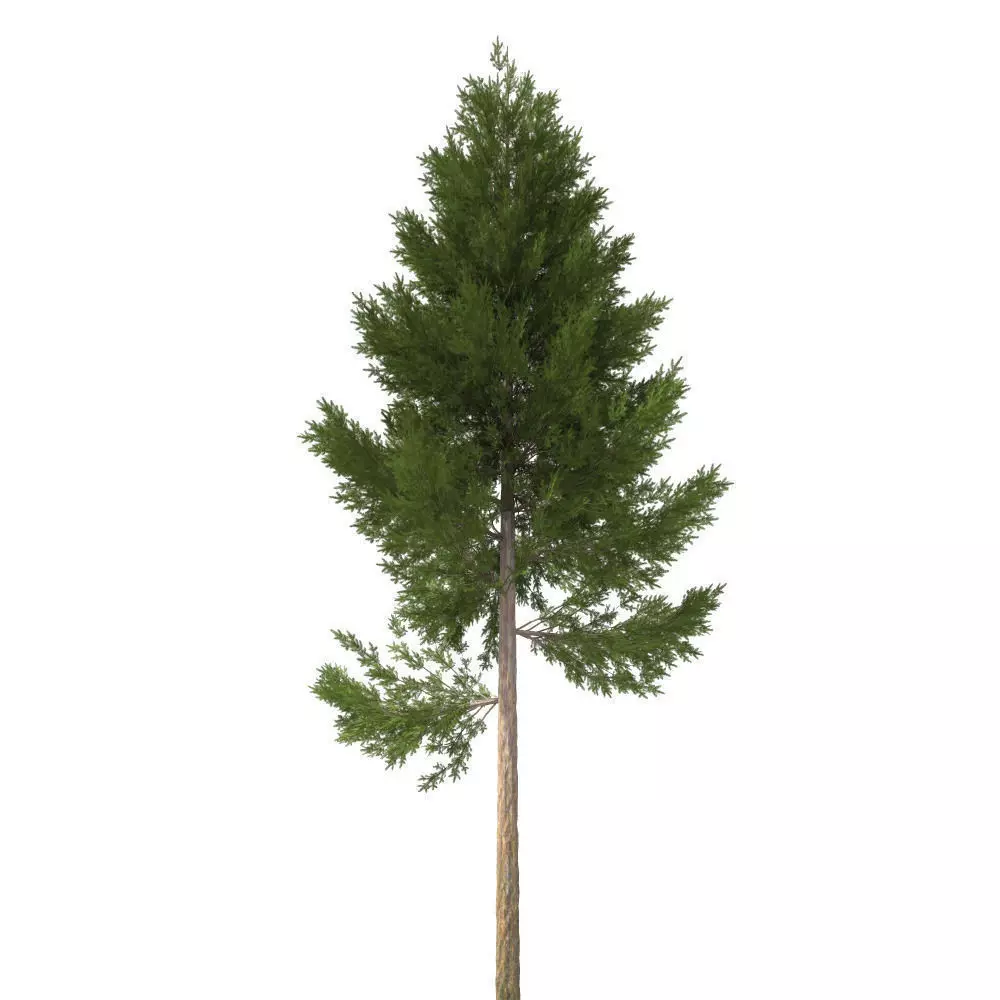 pine tree 22 m 3D model_0