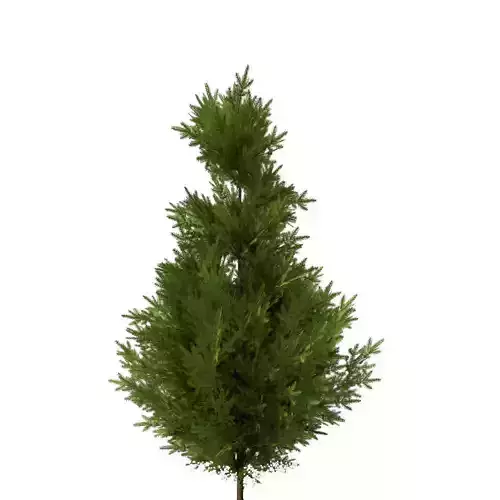pine tree 10m 3D model