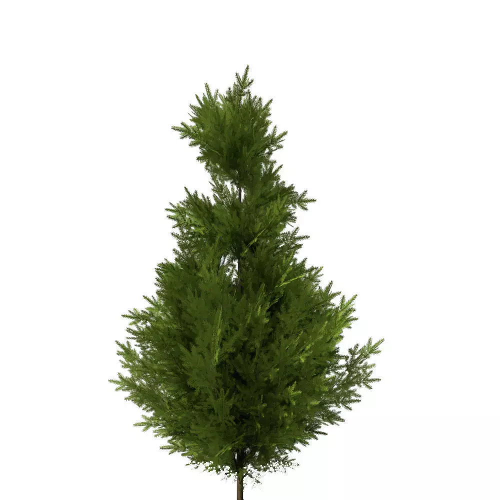 pine tree 10m 3D model_0