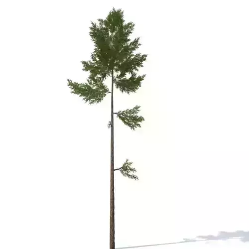 pine tree 23m