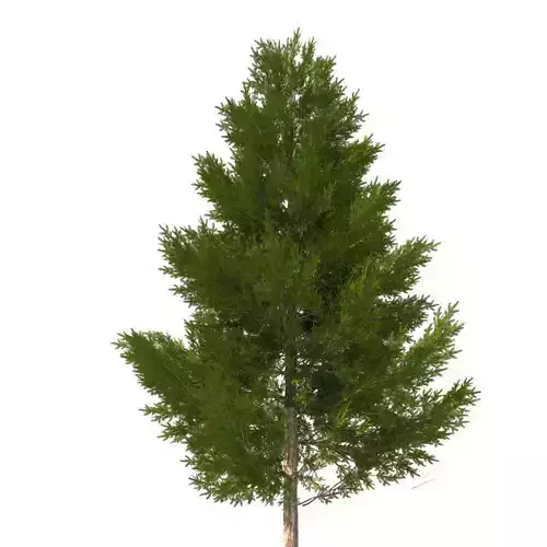 pine tree 11 m