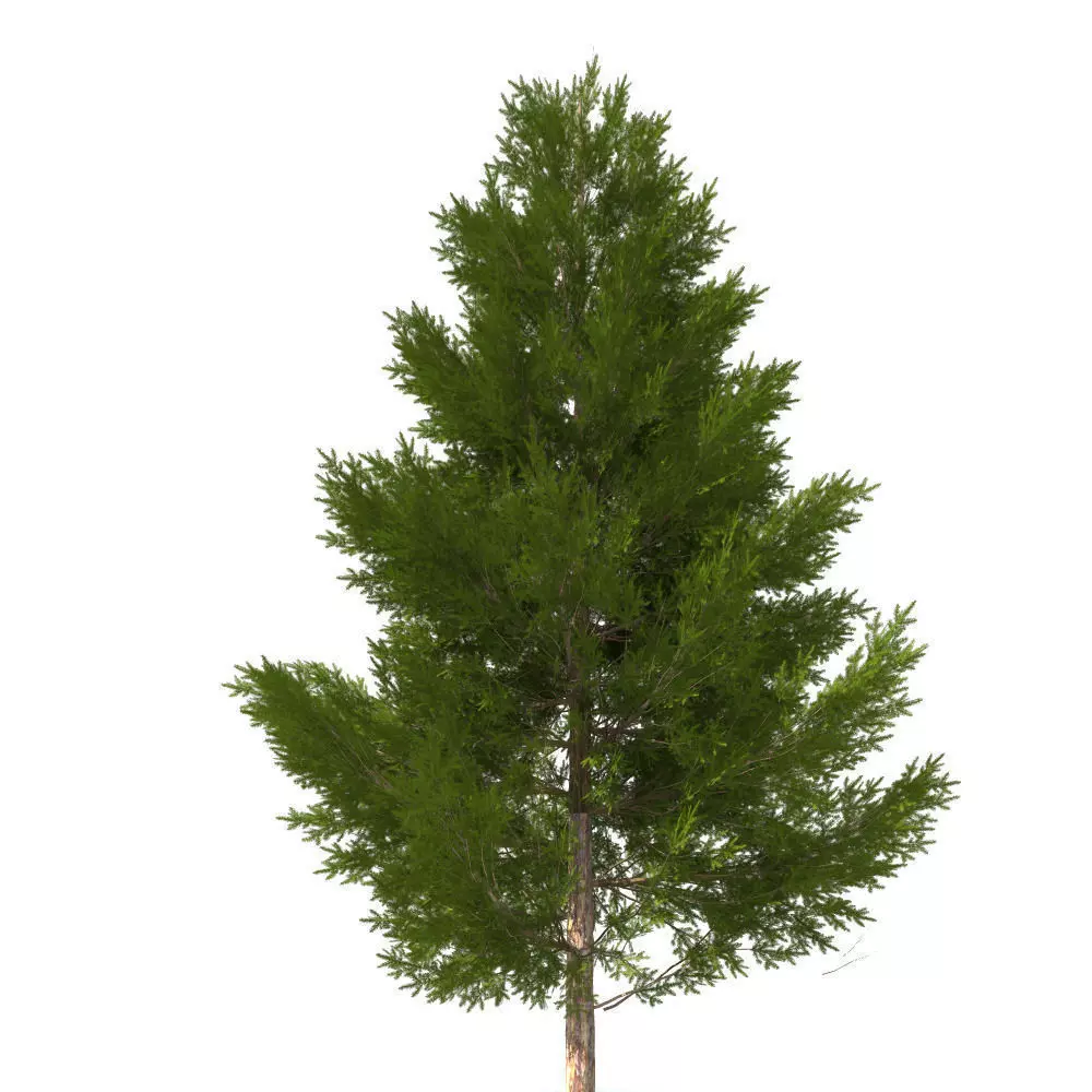 pine tree 11 m 3D model_0