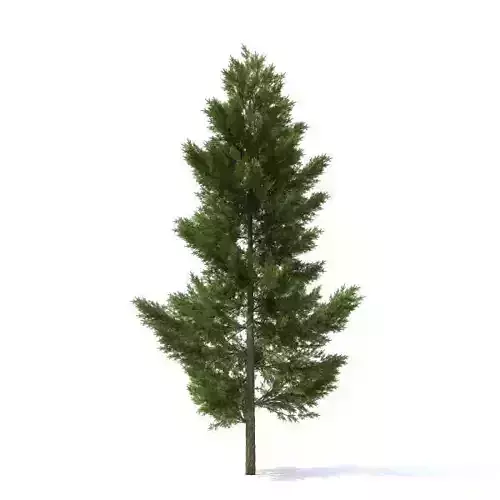 pine tree  24 m