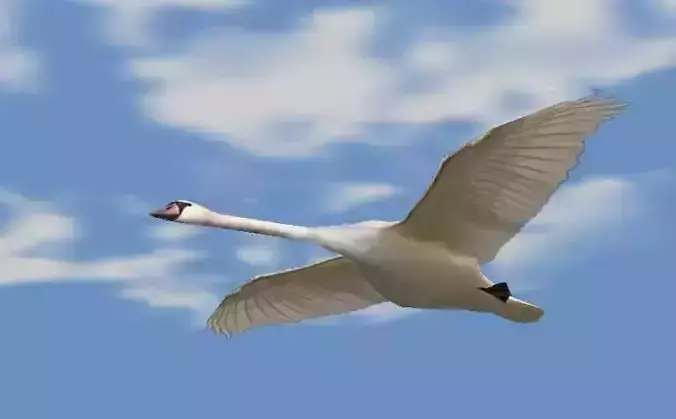 Swans swan flying in sky