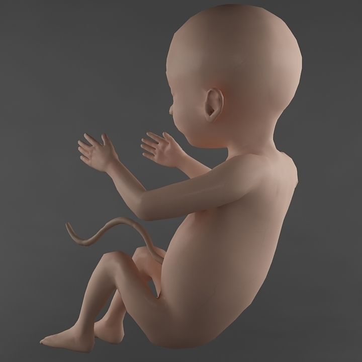Anatomy fetus 3D model_5