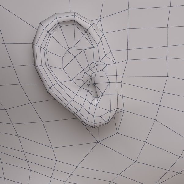 Anatomy fetus 3D model_14