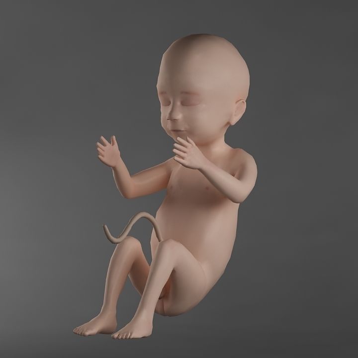 Anatomy fetus 3D model_1