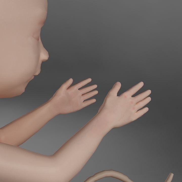 Anatomy fetus 3D model_10
