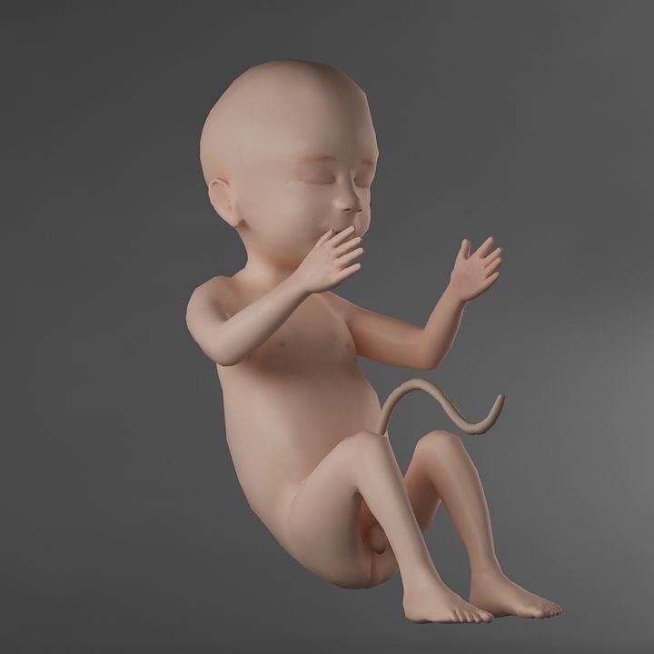 Anatomy fetus 3D model_2