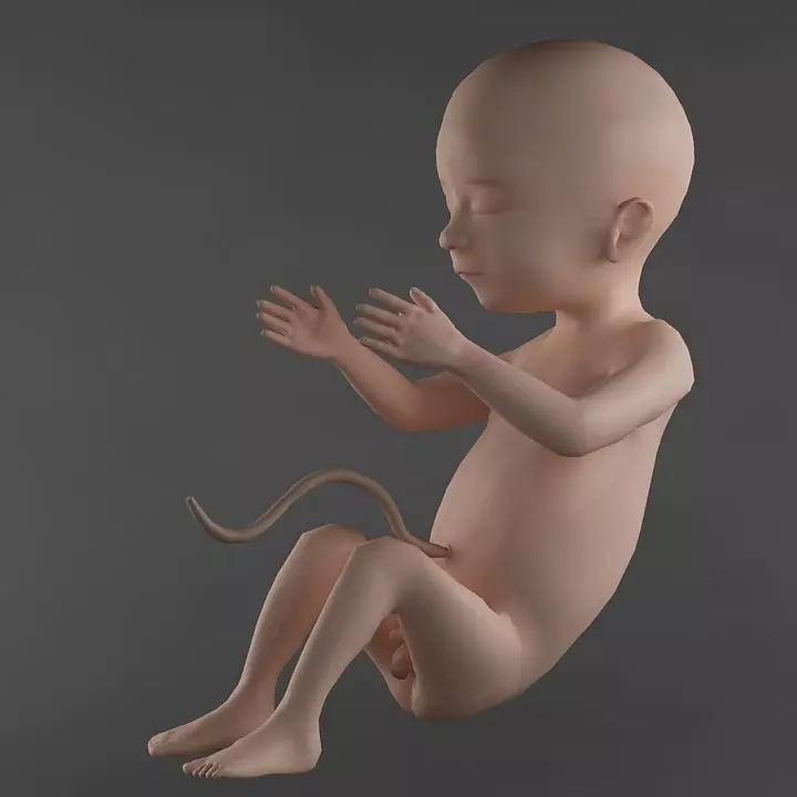 Anatomy fetus 3D model_0