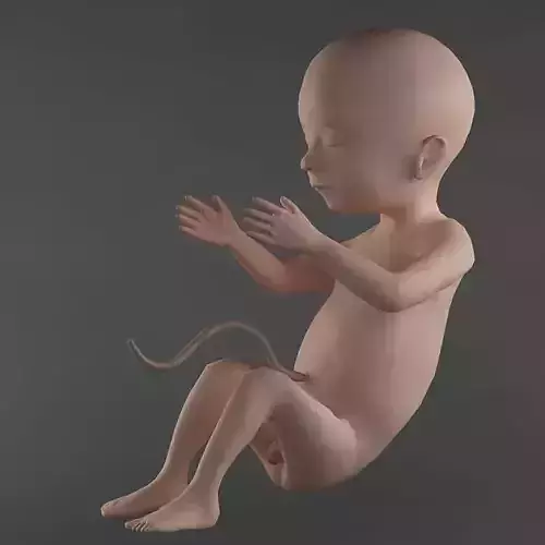 Anatomy fetus 3D model