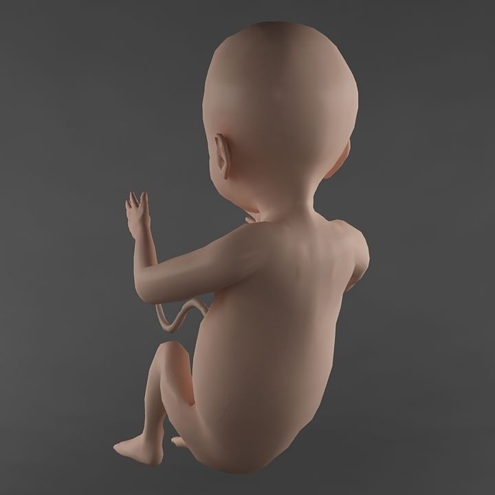 Anatomy fetus 3D model_6