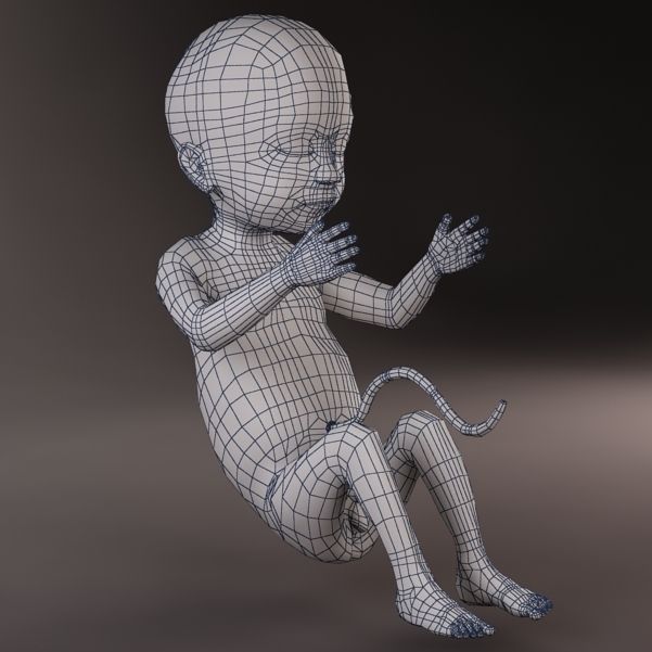 Anatomy fetus 3D model_12