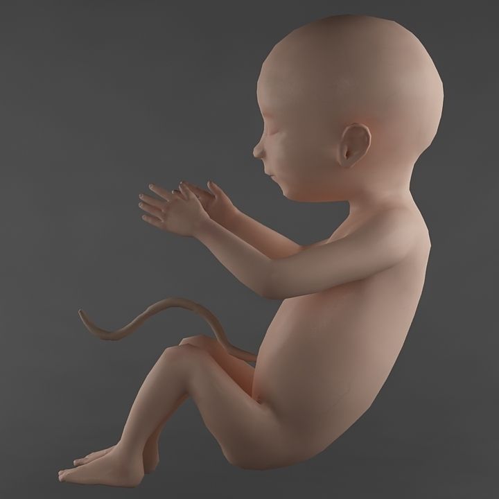Anatomy fetus 3D model_3