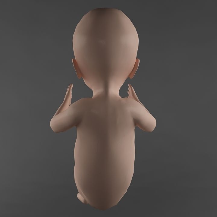 Anatomy fetus 3D model_7