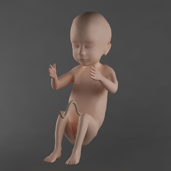 Anatomy fetus 3D model_4