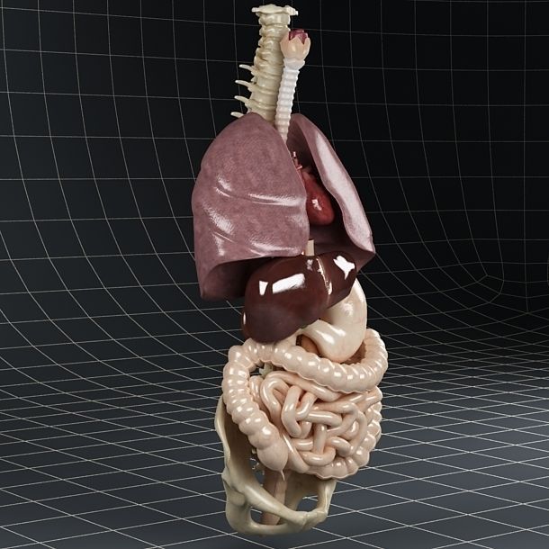 Anatomy Internal Organs 01 3D model_7