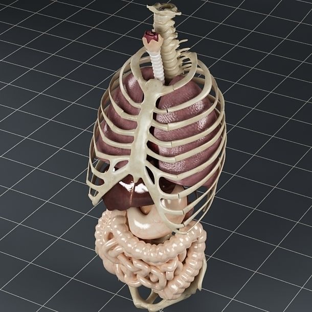 Anatomy Internal Organs 01 3D model_6