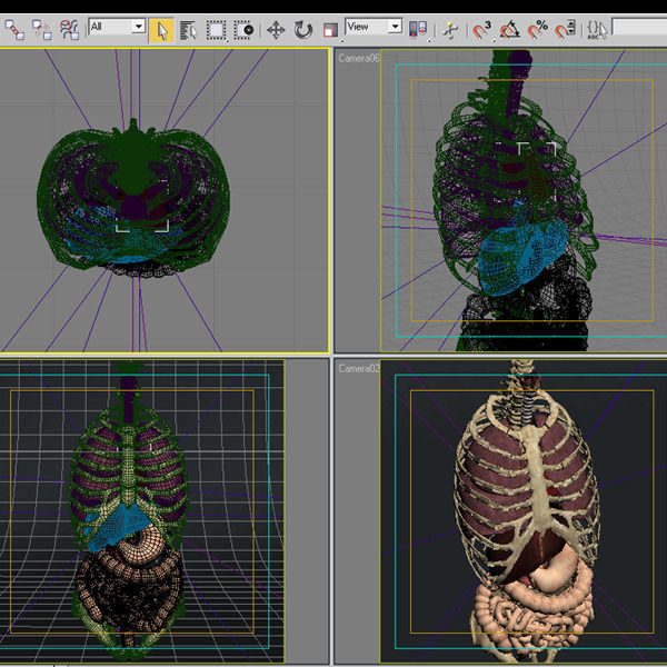 Anatomy Internal Organs 01 3D model_19