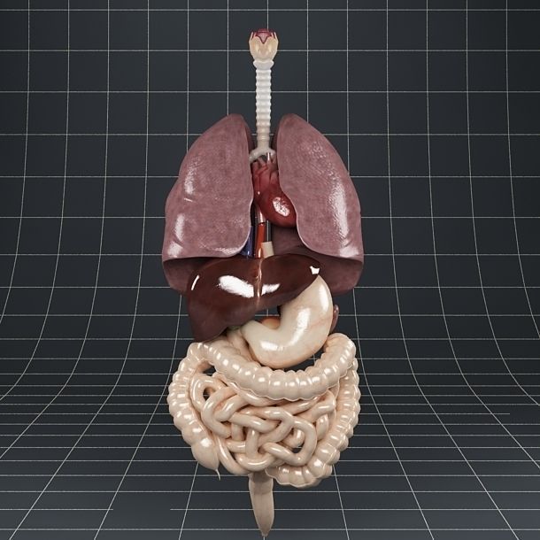 Anatomy Internal Organs 01 3D model_10