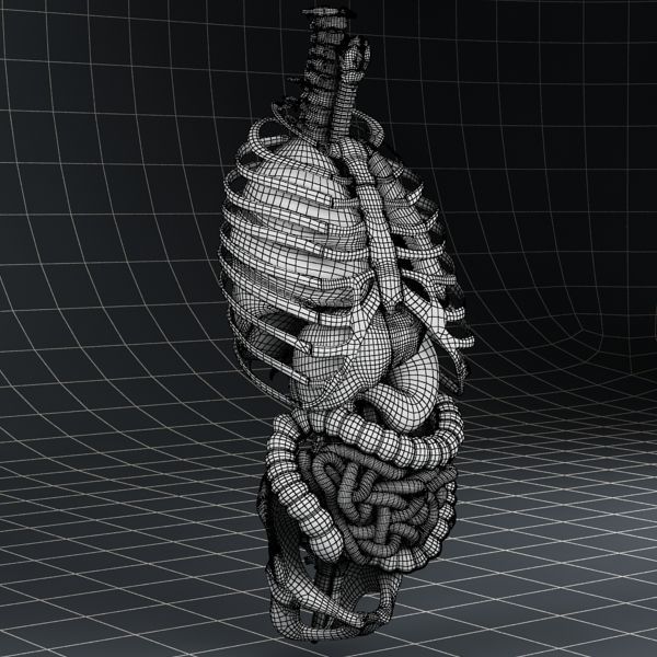 Anatomy Internal Organs 01 3D model_18