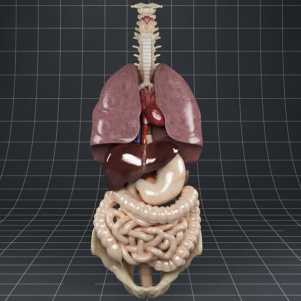 Anatomy Internal Organs 01 3D model_8