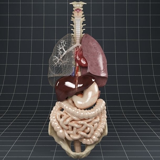 Anatomy Internal Organs 01 3D model_12