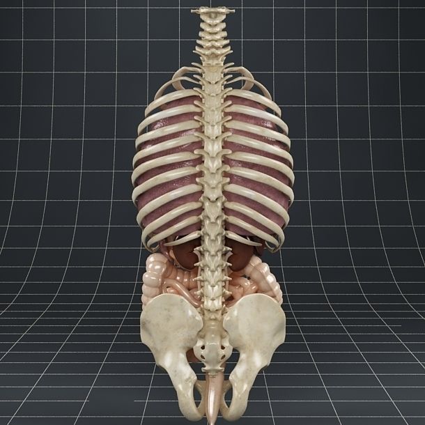 Anatomy Internal Organs 01 3D model_3