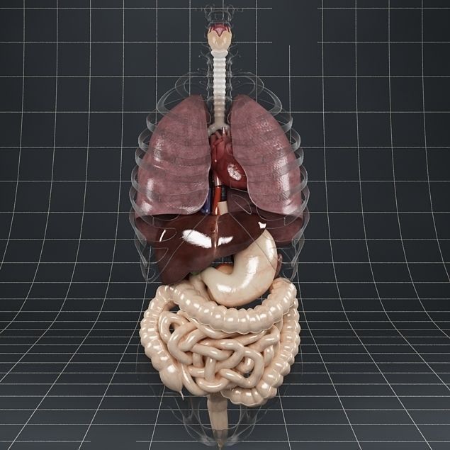 Anatomy Internal Organs 01 3D model_16