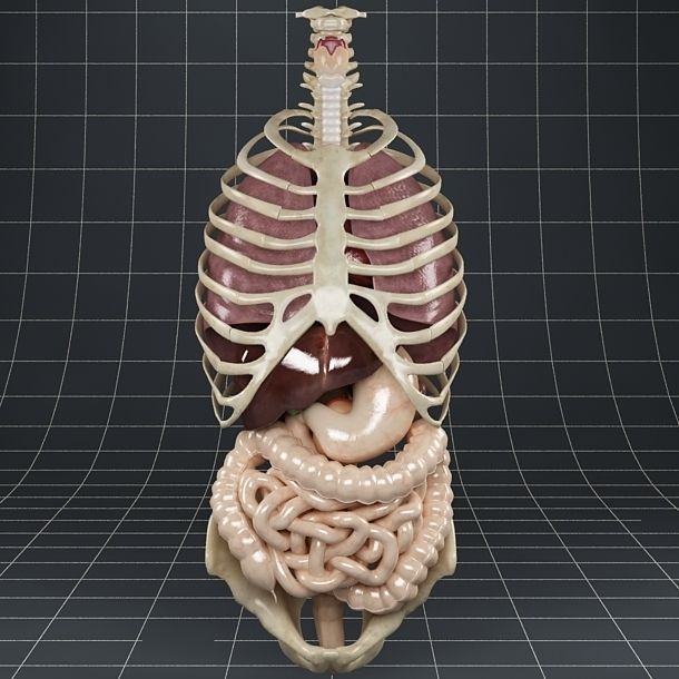 Anatomy Internal Organs 01 3D model_4