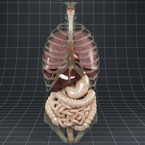 Anatomy Internal Organs 01 3D model_15