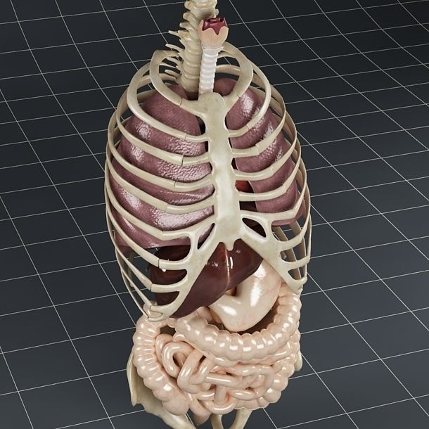 Anatomy Internal Organs 01 3D model_5