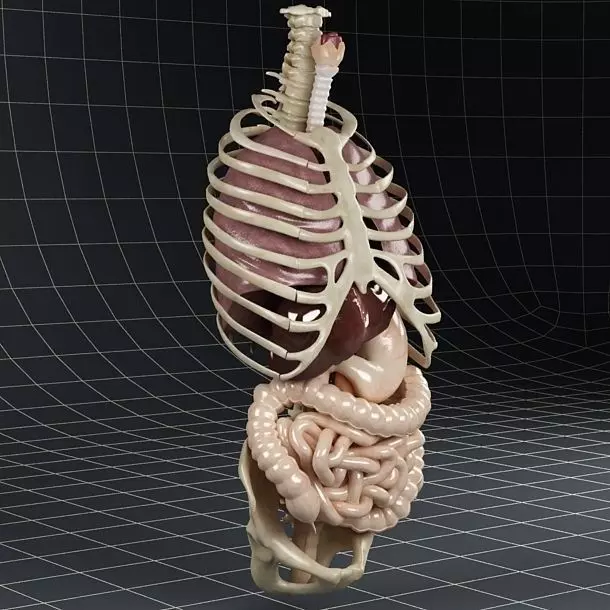 Anatomy Internal Organs 01 3D model_0