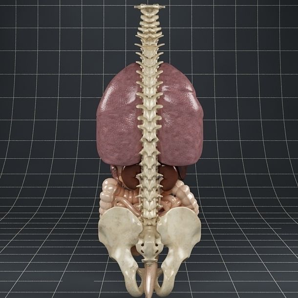 Anatomy Internal Organs 01 3D model_9