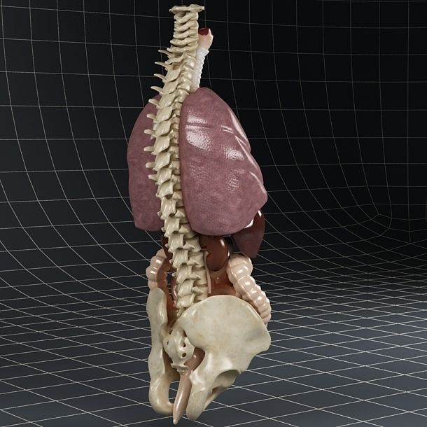 Anatomy Internal Organs 01 3D model_14