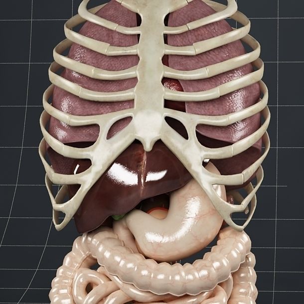 Anatomy Internal Organs 01 3D model_2