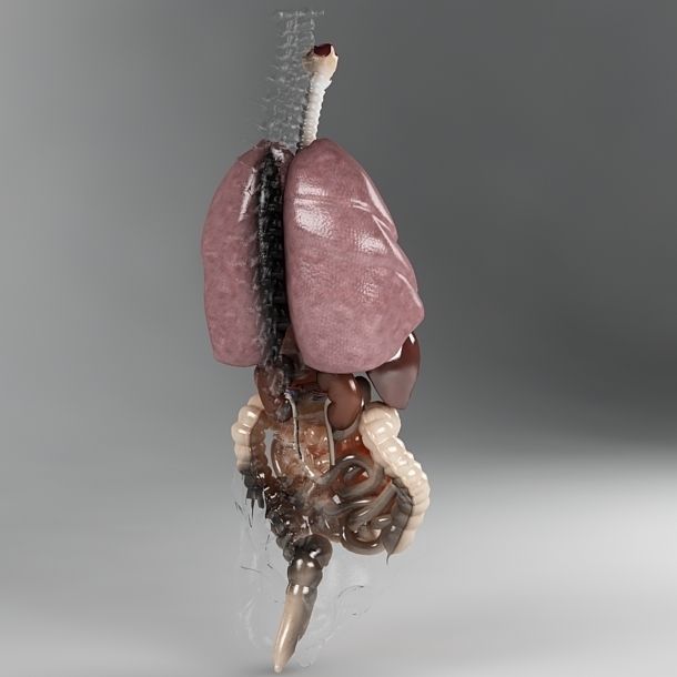 Anatomy Internal Organs 01 3D model_13