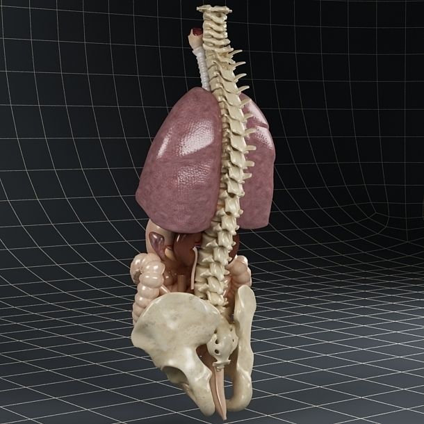 Anatomy Internal Organs 01 3D model_11