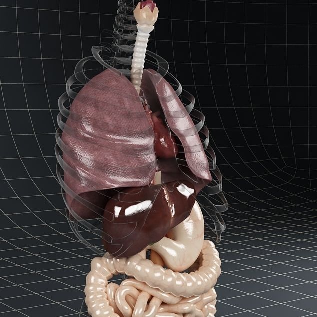 Anatomy Internal Organs 01 3D model_17