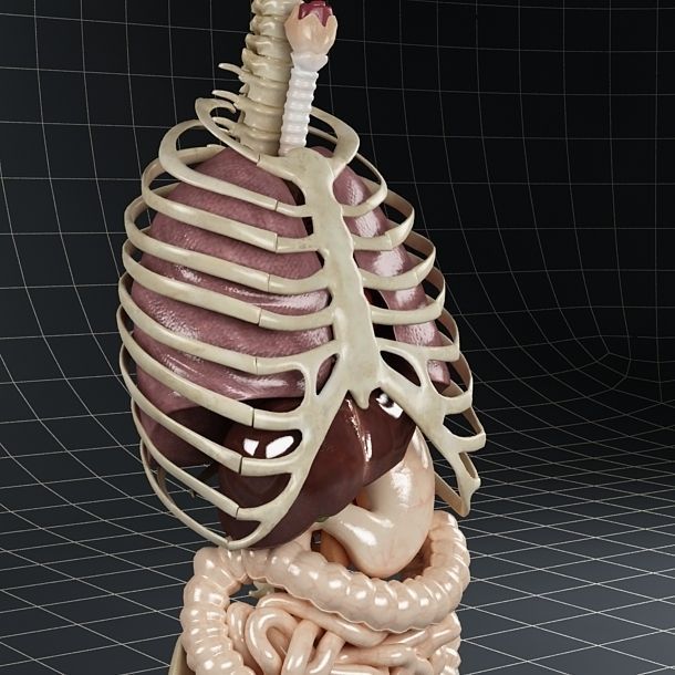 Anatomy Internal Organs 01 3D model_1