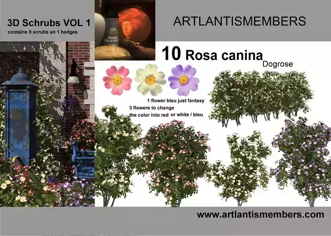 Dog rose or rosa canina  3D model