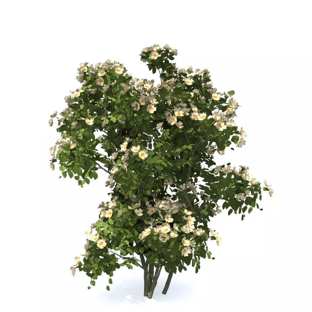 dog rose or rosa canina no1 3D model