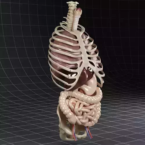 Anatomy Internal Organs 02 3D model