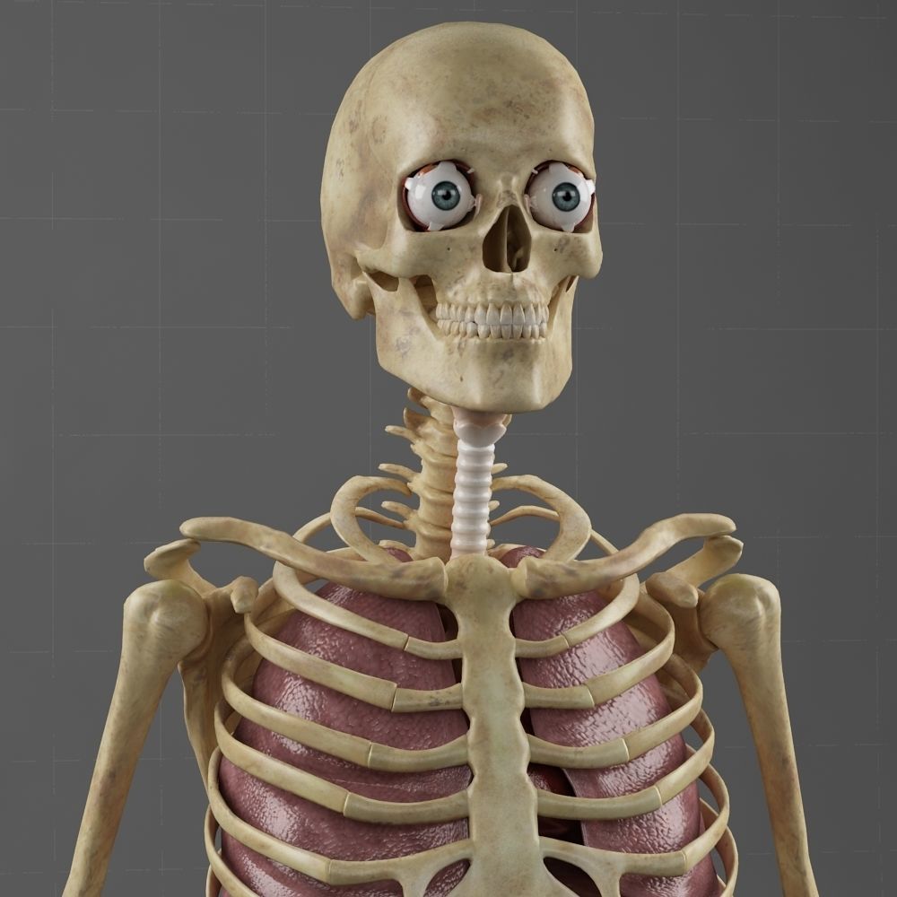 Anatomy Internal Organs Male 3D model_12