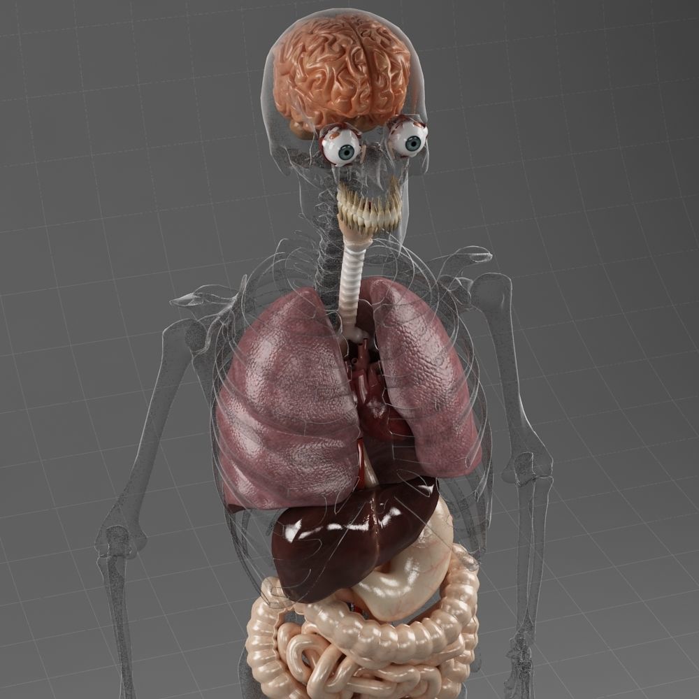 Anatomy Internal Organs Male 3D model_2